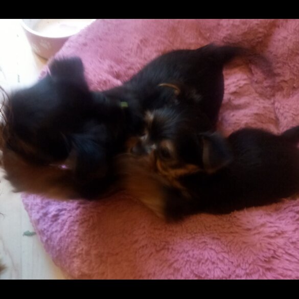 Yorkshire Terrier - Dogs