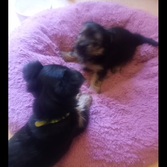Yorkshire Terrier - Dogs