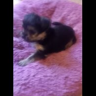 Yorkshire Terrier - Dogs