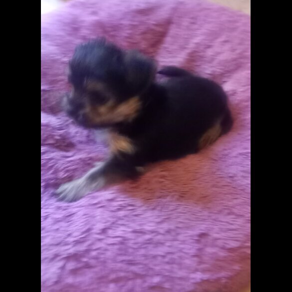 Yorkshire Terrier - Dogs