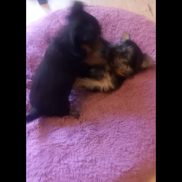 Yorkshire Terrier - Dogs