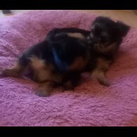 Yorkshire Terrier - Dogs