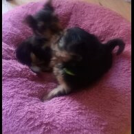 Yorkshire Terrier - Dogs