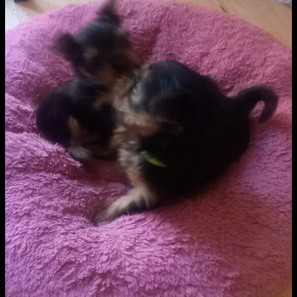 Yorkshire Terrier - Dogs