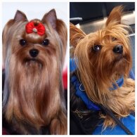 Yorkshire Terrier - Dogs
