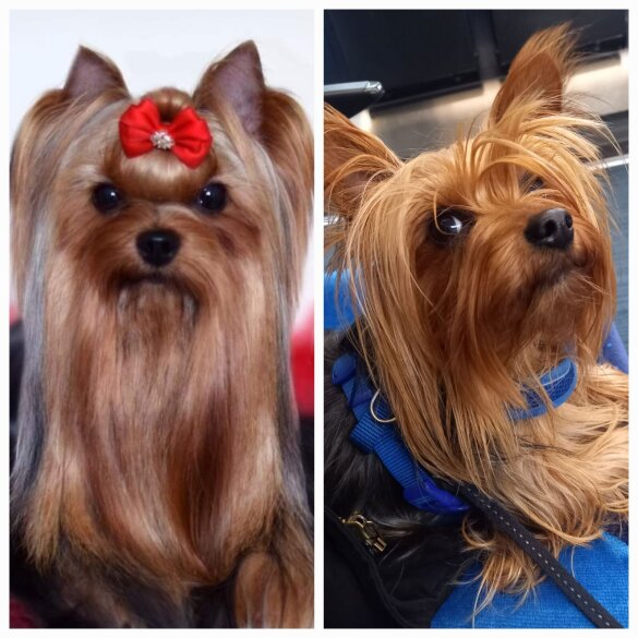 Yorkshire Terrier - Dogs