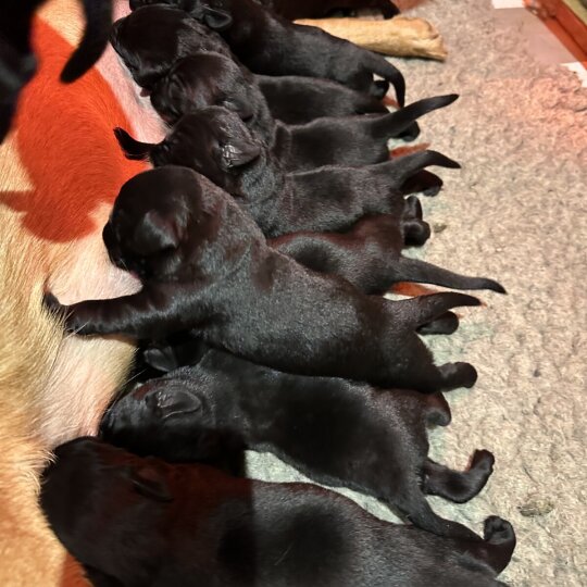 Labrador Retriever - Both