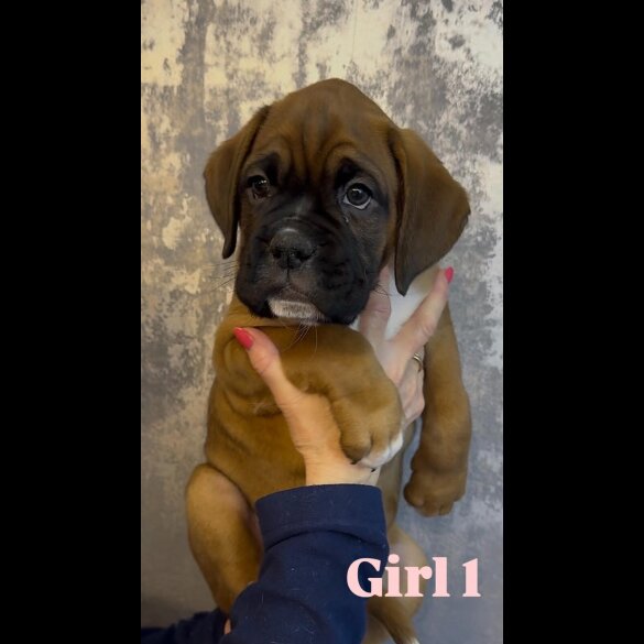 Boxer - Both