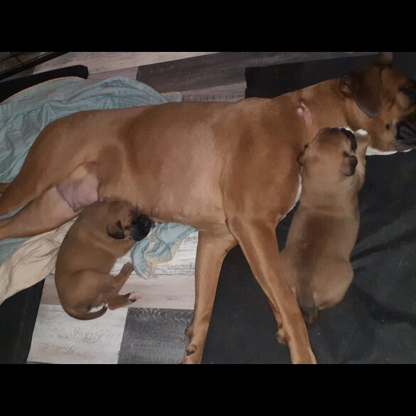 Boxer - Both