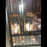Boxer - Both