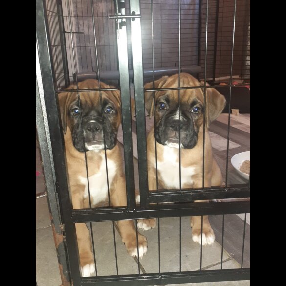 Boxer - Both
