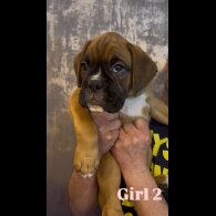 Boxer - Both