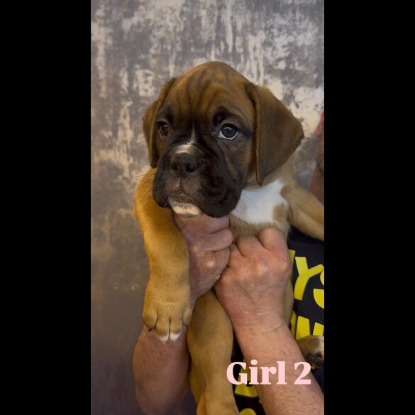 Boxer - Both