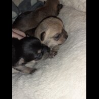 Chihuahua - Bitches