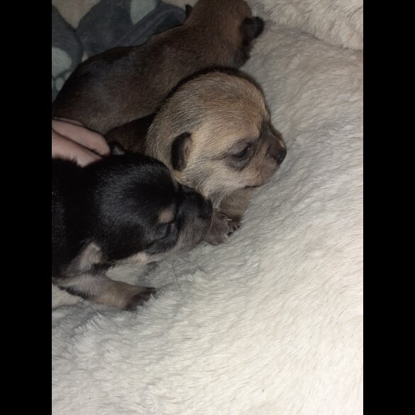 Chihuahua - Bitches