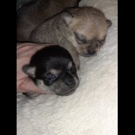 Chihuahua - Bitches