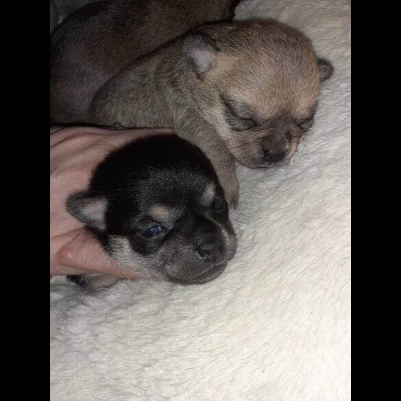 Chihuahua - Bitches