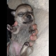 Chihuahua - Bitches