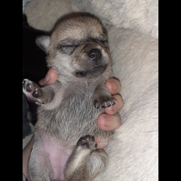 Chihuahua - Bitches