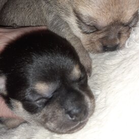 Chihuahua - Bitches