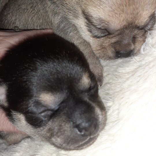 Chihuahua - Bitches