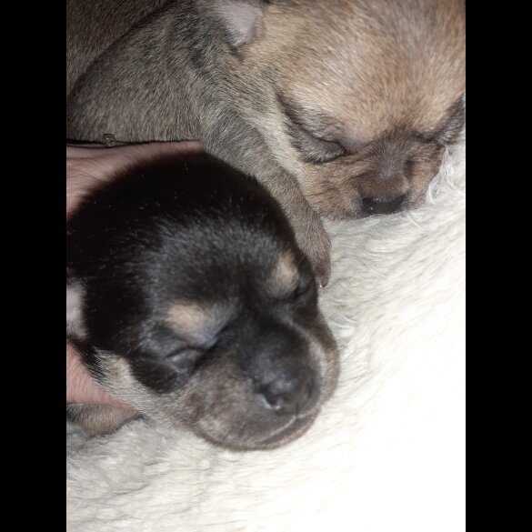 Chihuahua - Bitches
