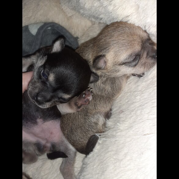 Chihuahua - Bitches