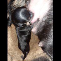 Chihuahua - Bitches
