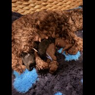 Cockapoo - Dogs