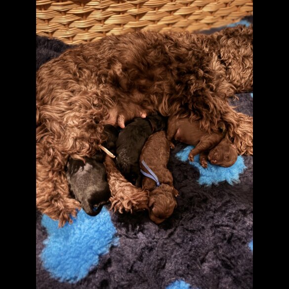 Cockapoo - Dogs