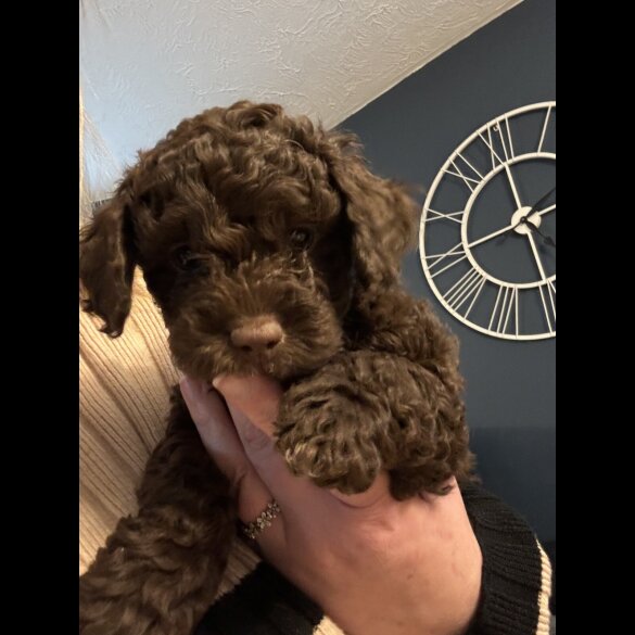 Cockapoo - Dogs