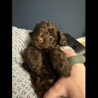 Cockapoo - Dogs