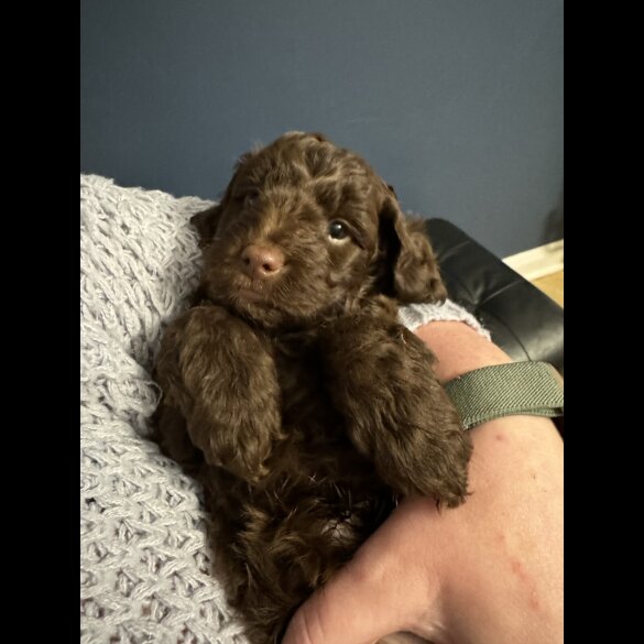 Cockapoo - Dogs