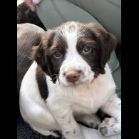 Sprocker Spaniel - Dogs