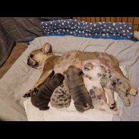 French Bulldog - Both