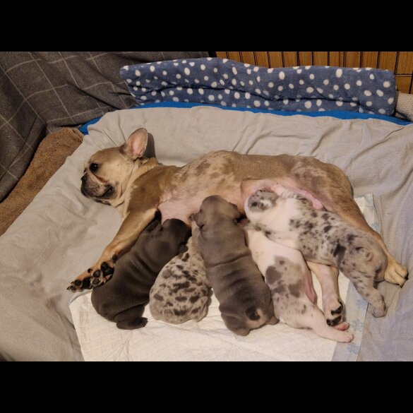 French Bulldog - Both
