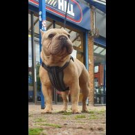 French Bulldog - Both