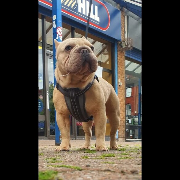 French Bulldog - Both