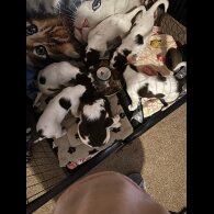 English Springer Spaniel - Both