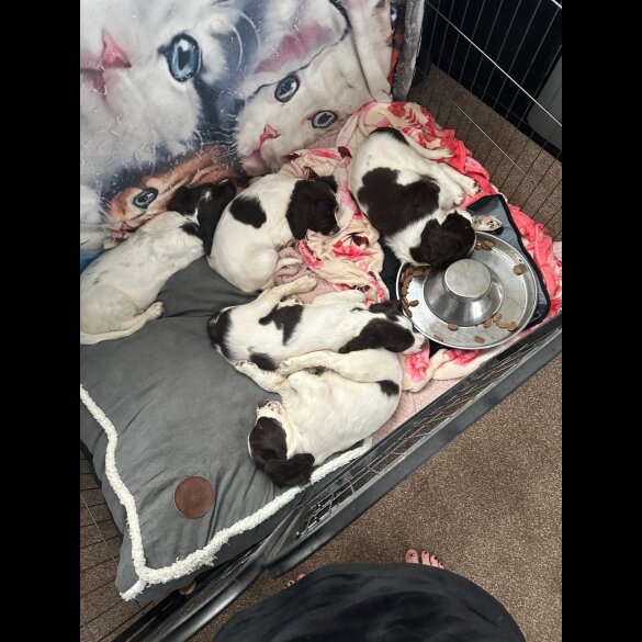 English Springer Spaniel - Both