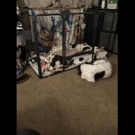 English Springer Spaniel - Both