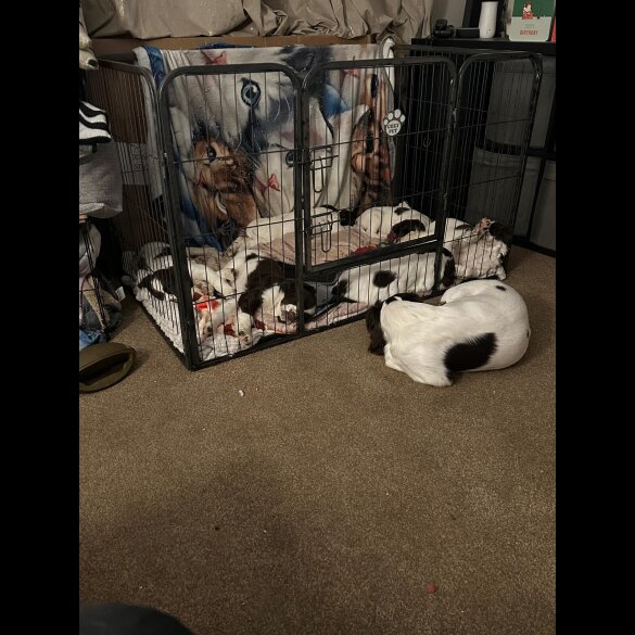 English Springer Spaniel - Both