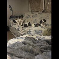 English Springer Spaniel - Both