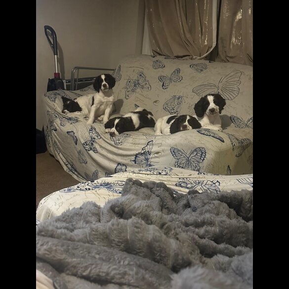English Springer Spaniel - Both