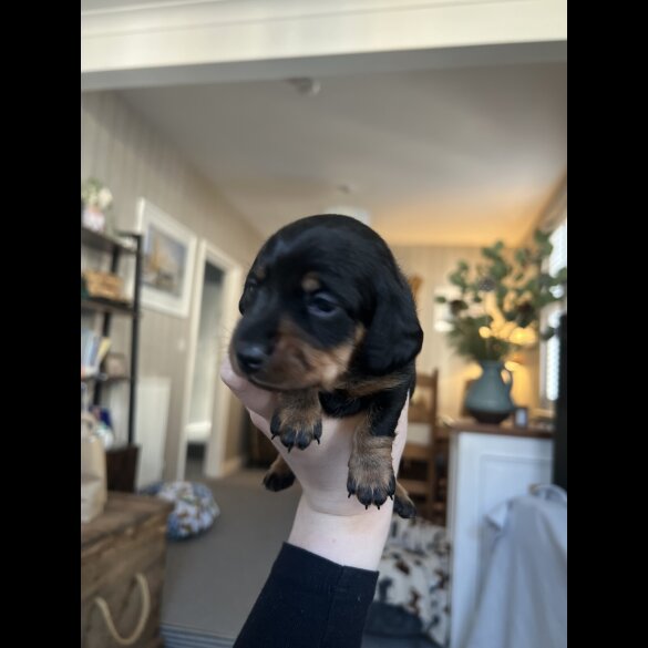Dachshund (Standard &amp; Miniature) - Both