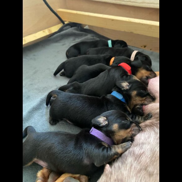 Dachshund (Standard &amp; Miniature) - Both