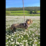 Dachshund (Standard &amp; Miniature) - Both