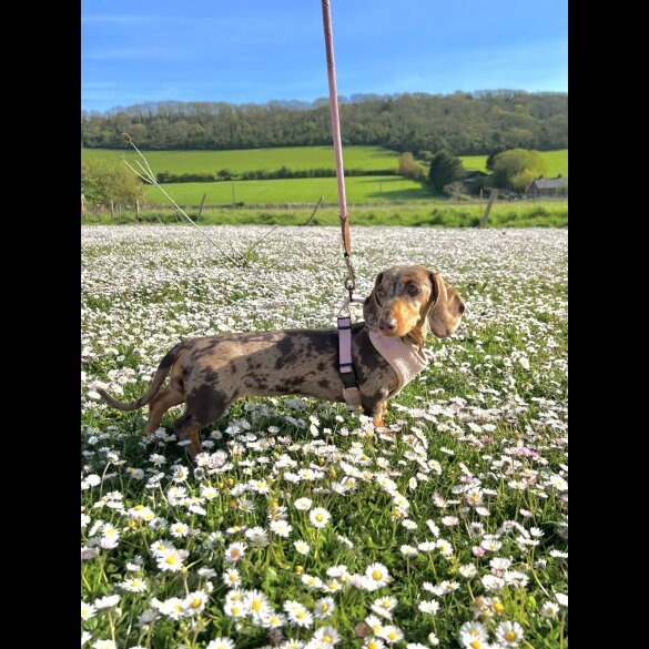 Dachshund (Standard &amp; Miniature) - Both