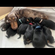 Dachshund (Standard &amp; Miniature) - Both