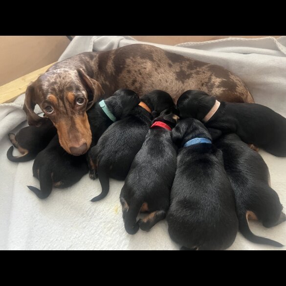 Dachshund (Standard &amp; Miniature) - Both